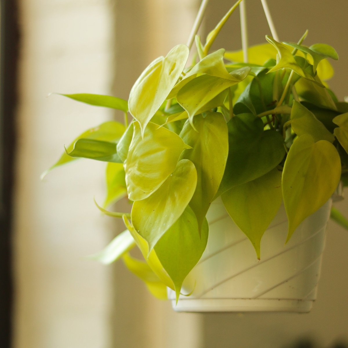 Philodendron Hederaceum Heart Leaf 'Lemon Lime' - 4.5 Inch Hanging Basket - Ed's Plant Shop