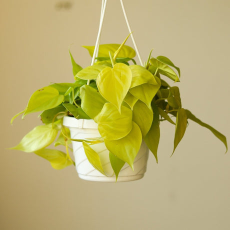 Philodendron Hederaceum Heart Leaf 'Lemon Lime' - 4.5 Inch Hanging Basket - Ed's Plant Shop