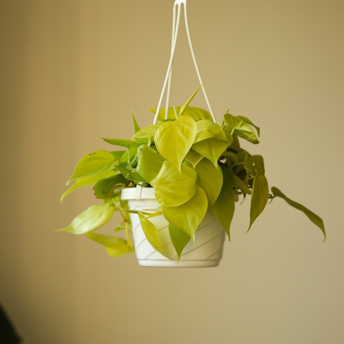 Philodendron Hederaceum Heart Leaf 'Lemon Lime' - 4.5 Inch Hanging Basket - Ed's Plant Shop