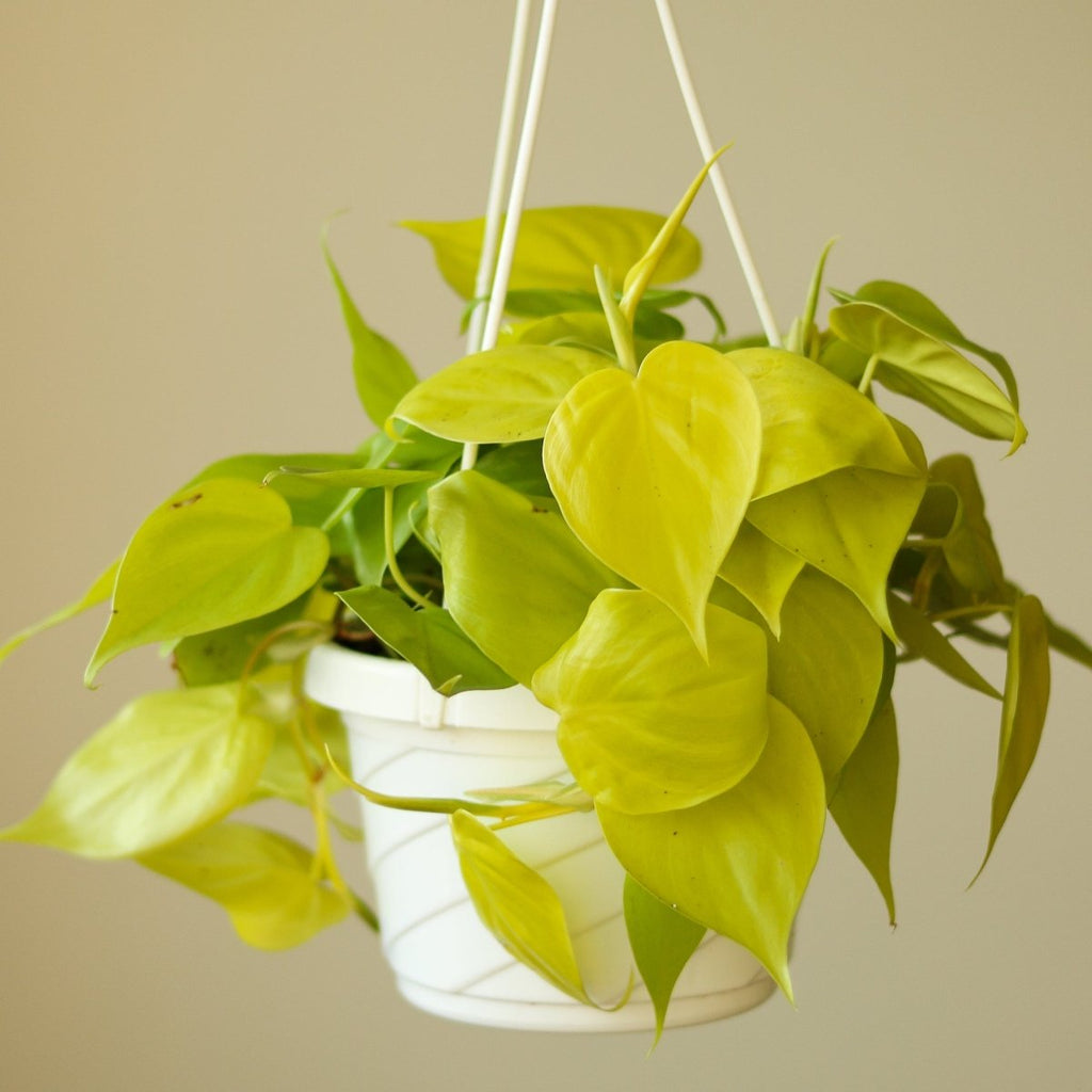 Philodendron Hederaceum Heart Leaf 'Lemon Lime' - Hanging Basket - Ed's Plant Shop