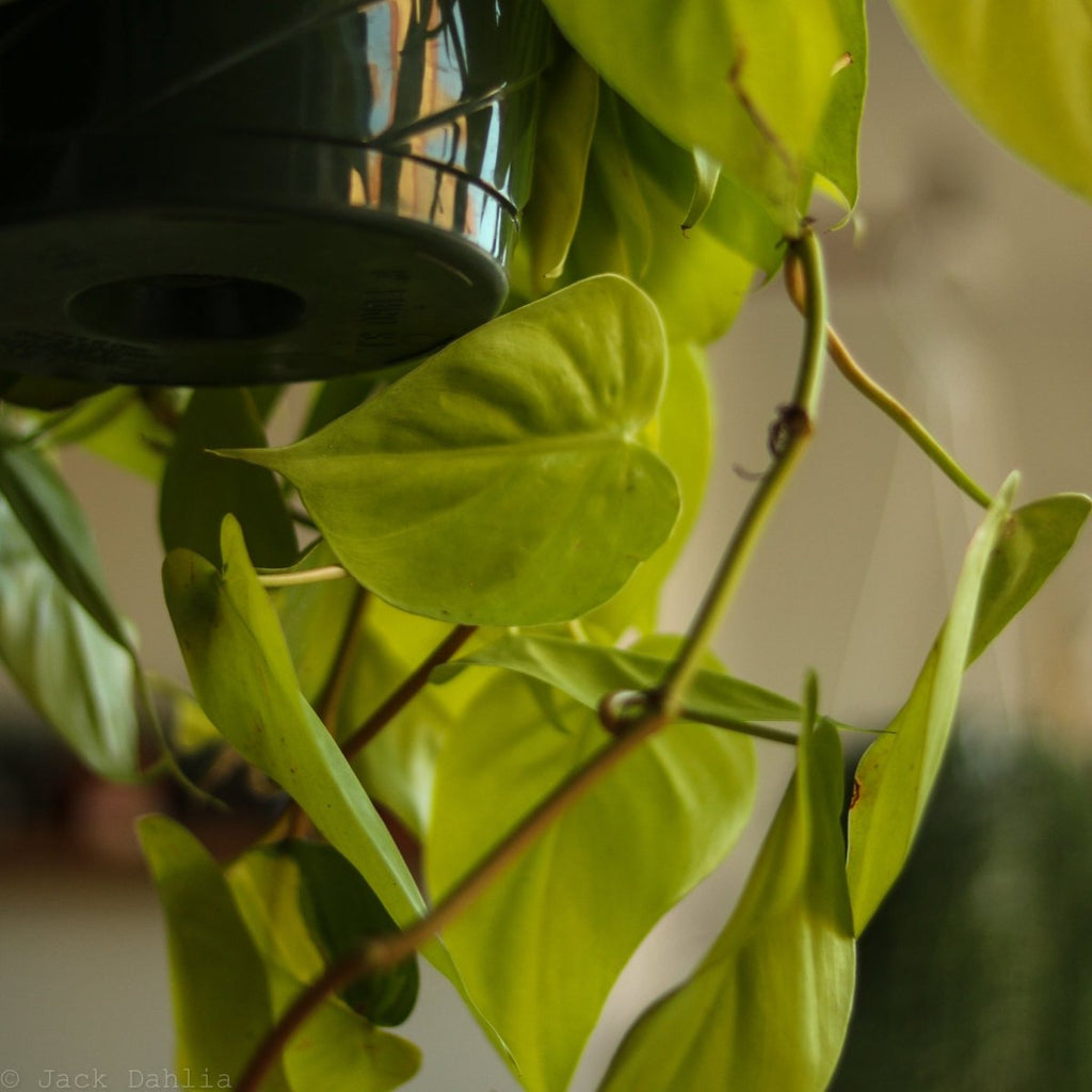 Philodendron Hederaceum Heart Leaf 'Lemon Lime' - Hanging Basket - Ed's Plant Shop
