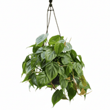 Hanging green philodendron plant with a white background