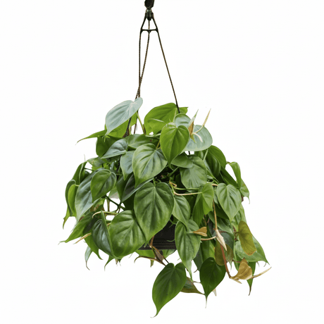 Hanging green philodendron plant with a white background