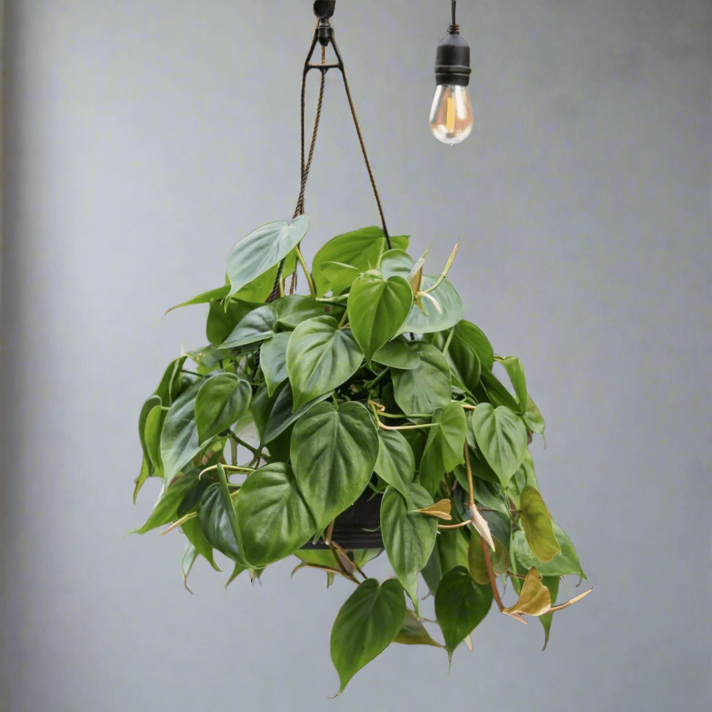 philodendron hederaceum light Heart Leaf Philodendron 4in