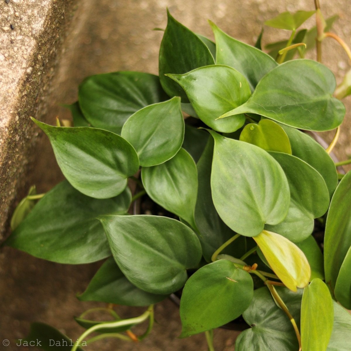 Sweetheart Philodendron Hanging Basket - Live Plant in an 8 Inch Hanging Basket - Philodendron Cordatum