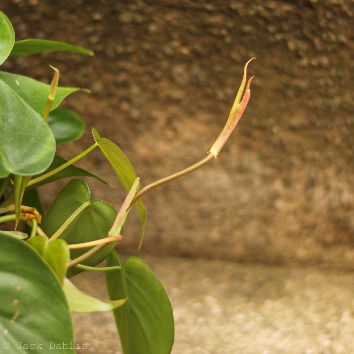 Philodendron Hederaceum 'Heartleafed Philodendron' - Hanging Basket - Ed's Plant Shop