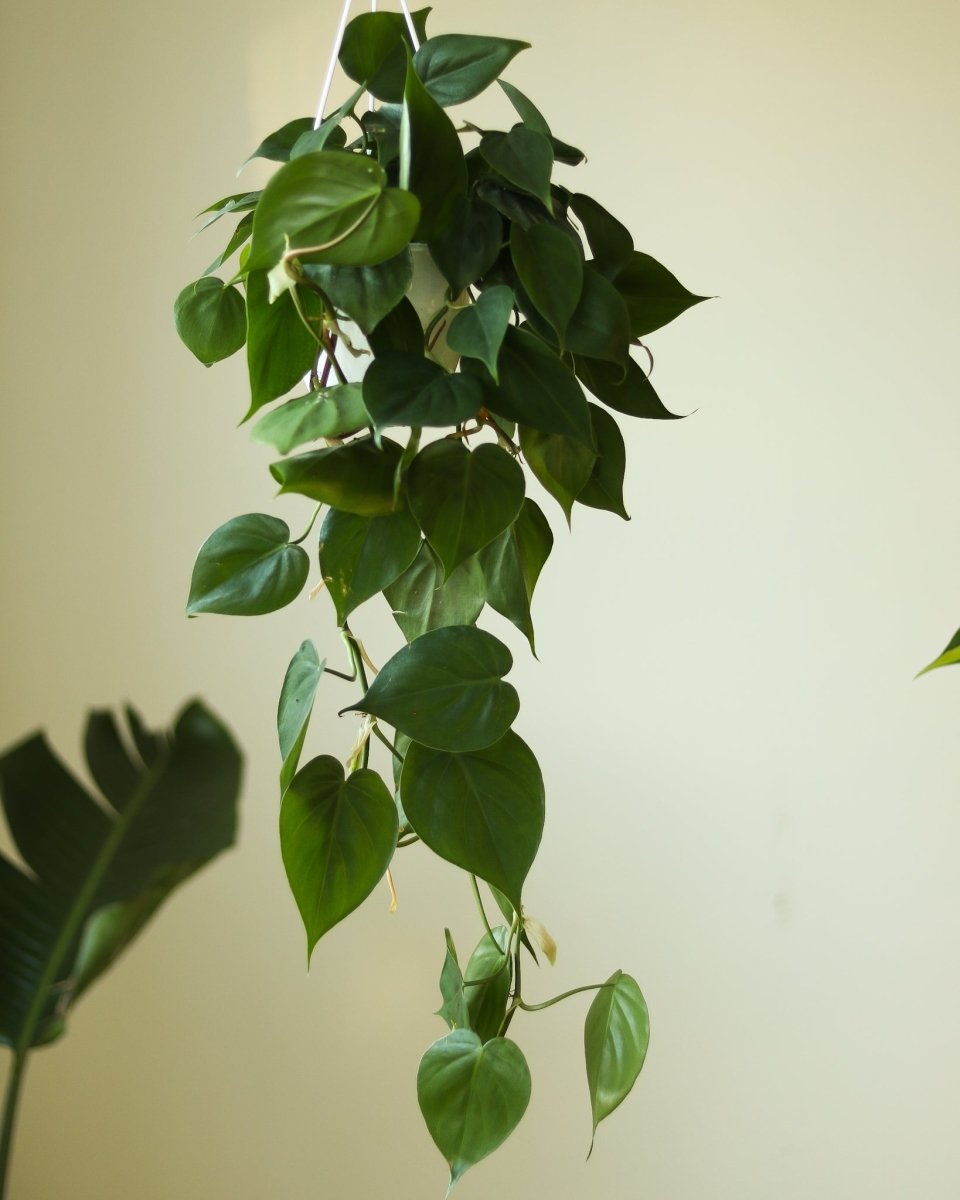 Philodendron Hederaceum 'Heartleafed Philodendron' - Hanging Basket - Ed's Plant Shop