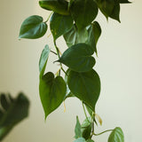 Philodendron Hederaceum 'Heartleafed Philodendron' - Hanging Basket - Ed's Plant Shop