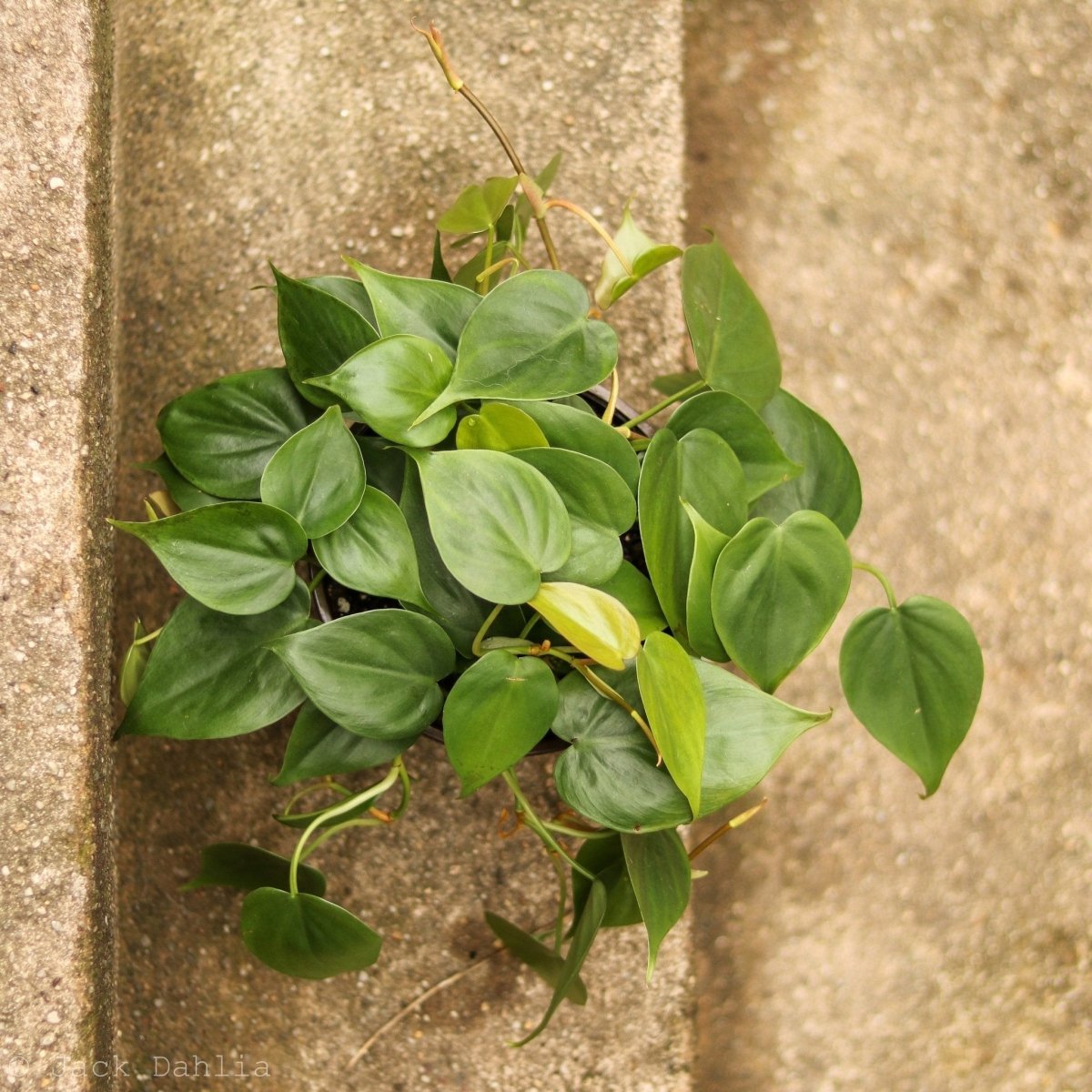 Philodendron Hederaceum 'Heartleafed Philodendron' - Hanging Basket - Ed's Plant Shop