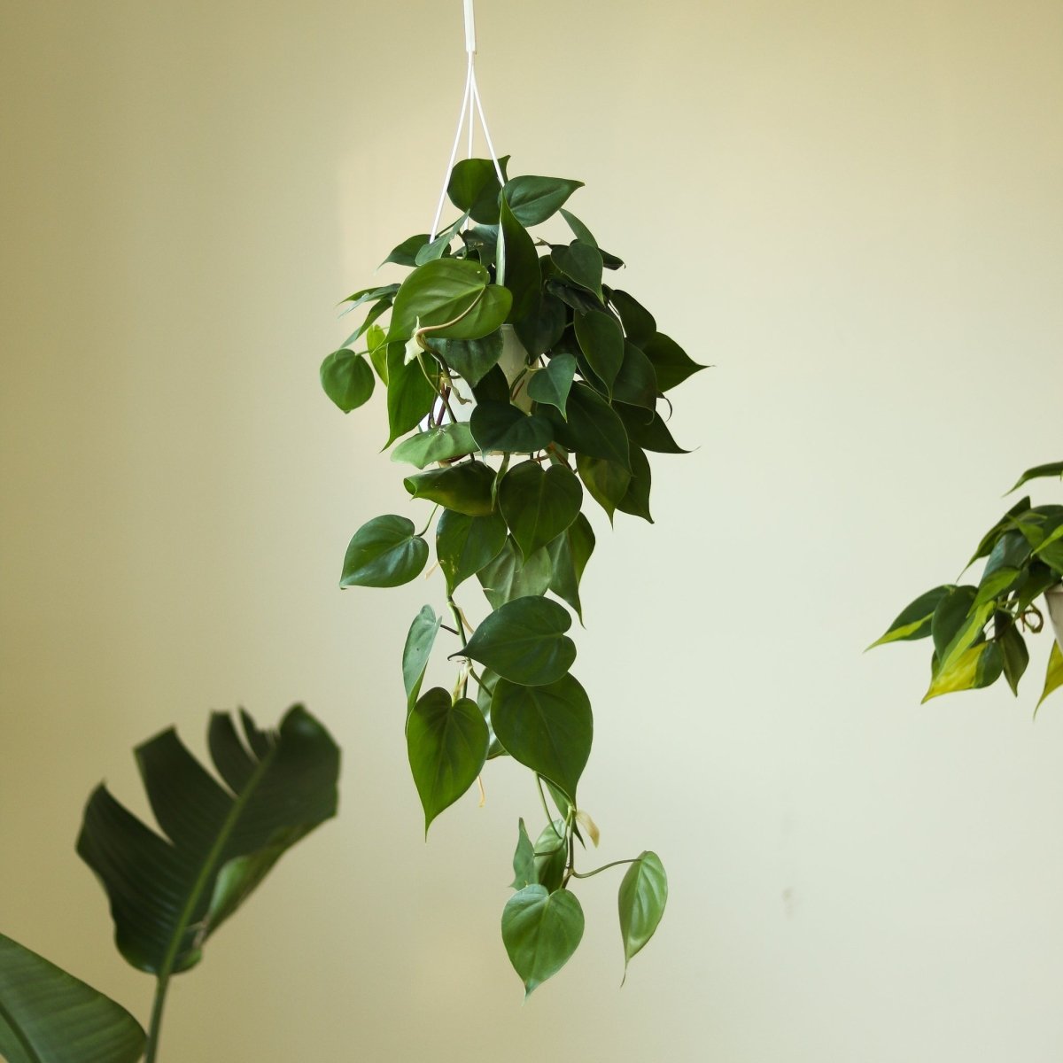 Philodendron Hederaceum 'Heartleafed Philodendron' - Hanging Basket - Ed's Plant Shop