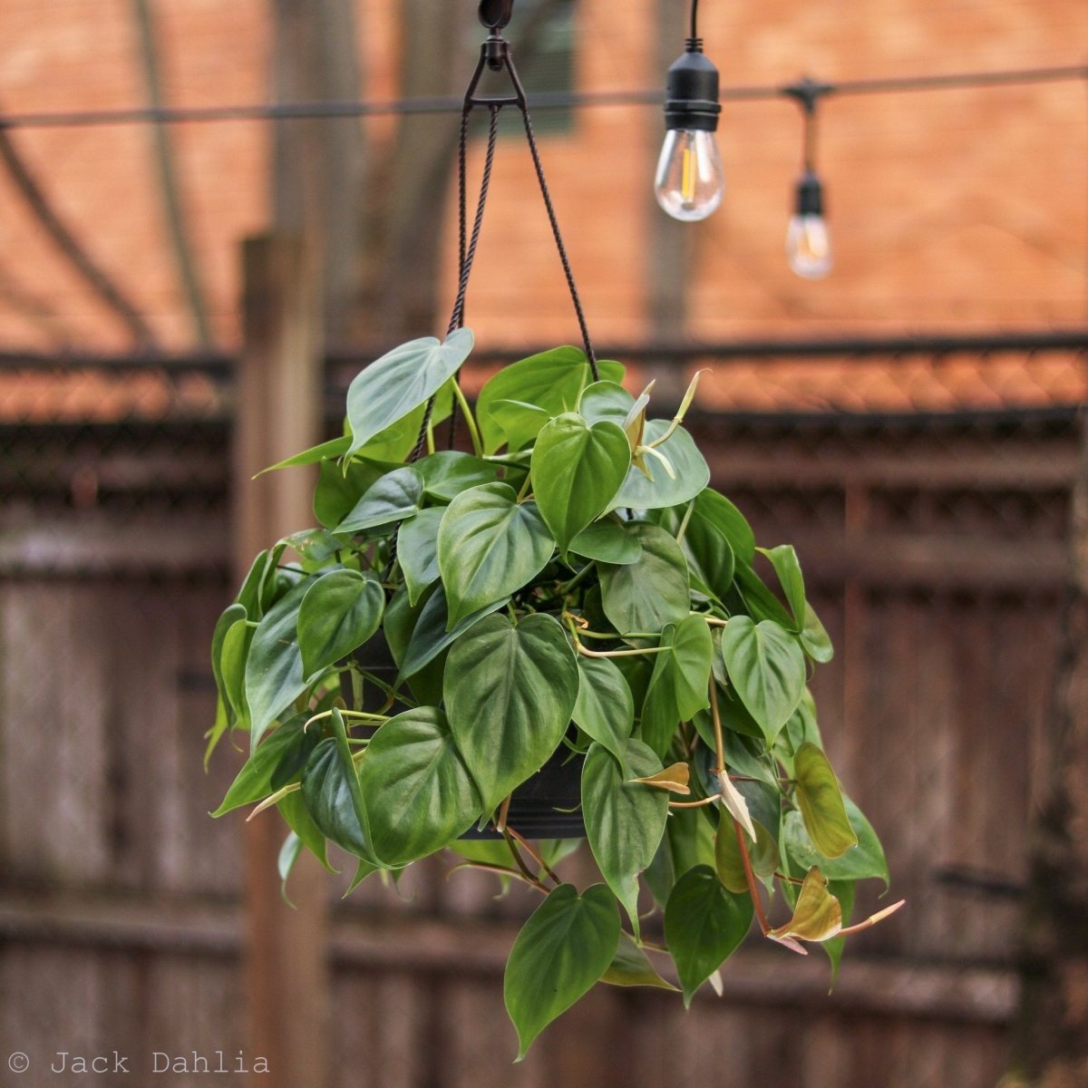 indoor philodendron cordatum Heart Leaf Philodendron 4in