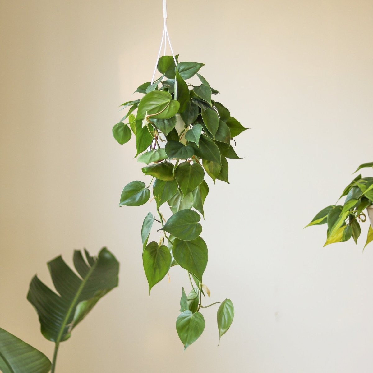 philodendron hederaceum mature Heart Leaf Philodendron 4in