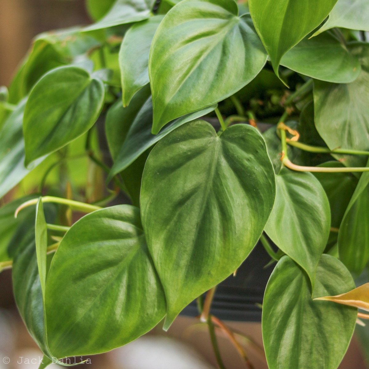 philodendron hederaceum native to Heart Leaf Philodendron 4in