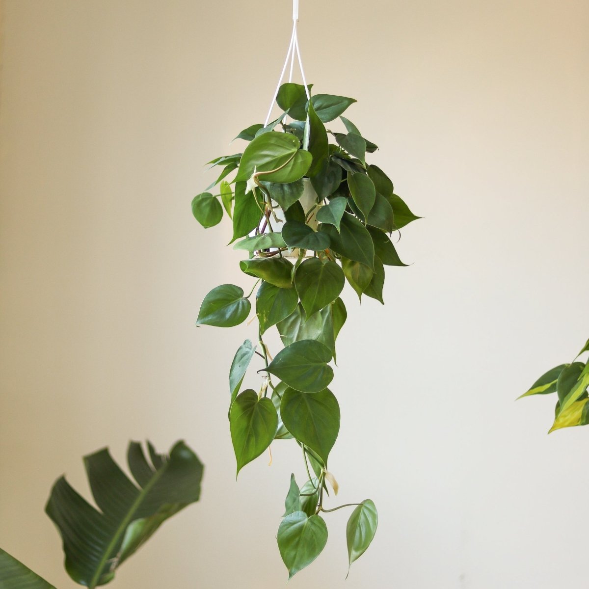 philodendron hederaceum decorative plants Heart Leaf Philodendron 4in