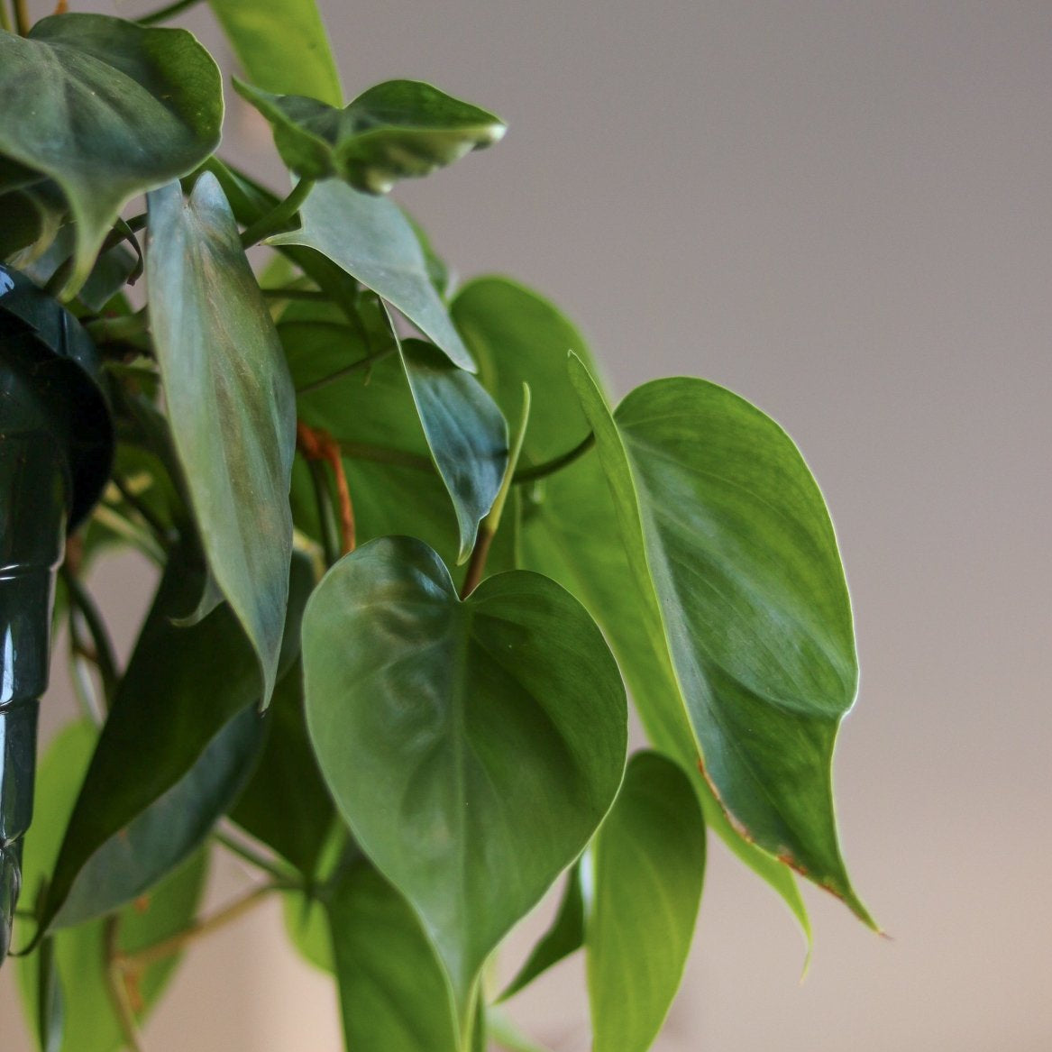 e leaf philodendron Heart Leaf Philodendron 4in