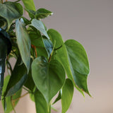 Philodendron Hederaceum - 'Heartleafed Philodendron' - Various Sizes - Ed's Plant Shop