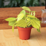 Philodendron Hederaceum 'Lemon Lime' - 4 Inch