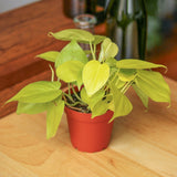 Philodendron Hederaceum 'Lemon Lime' - 4 Inch