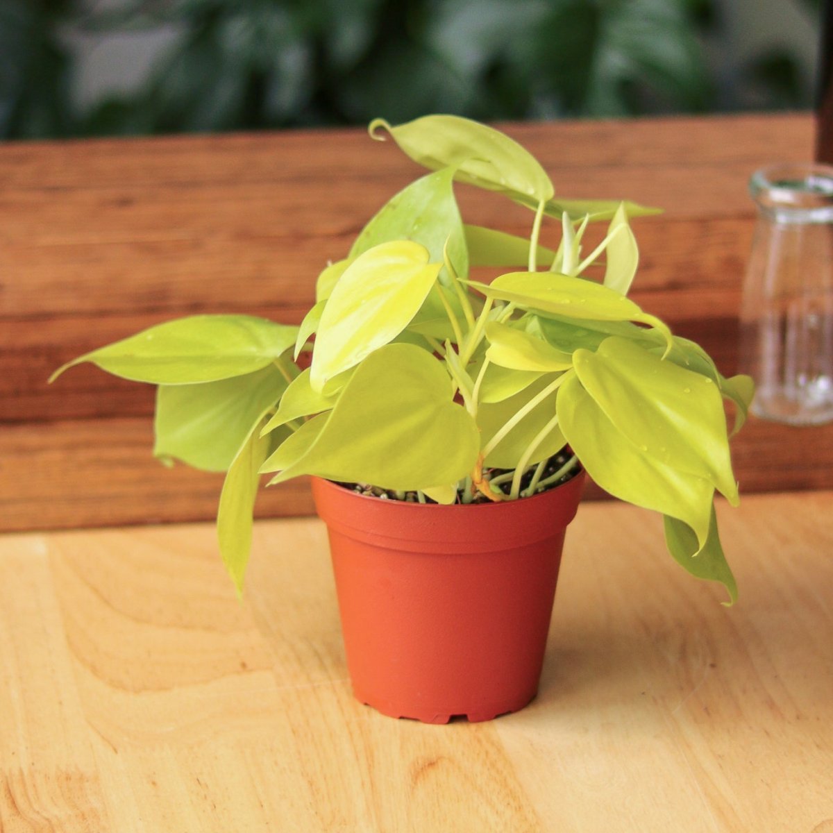 Philodendron Hederaceum 'Lemon Lime' - Various Sizes - Ed's Plant Shop