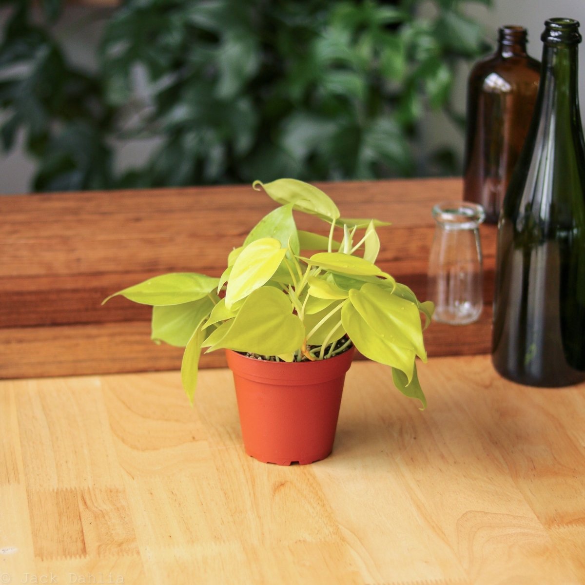 philodendron decor Lemon Lime Vining Heartleaf Philodendron cordatum - Easy to Grow