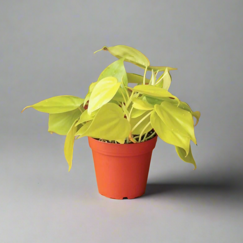 Philodendron Heartleaf Lemon Lime 4-inch