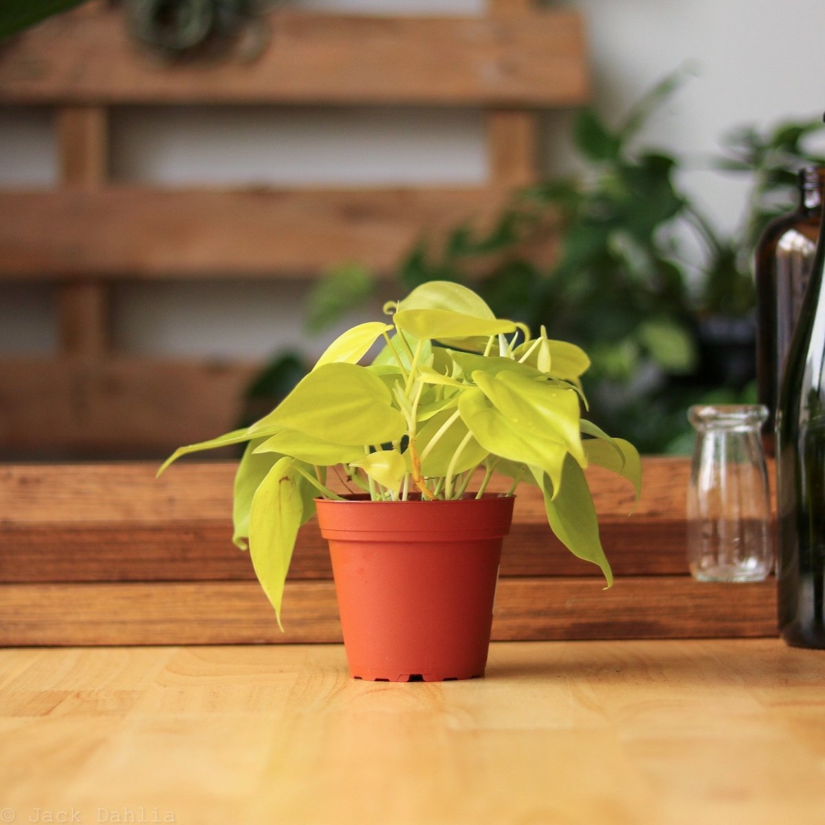 Philodendron Hederaceum 'Lemon Lime' - Various Sizes - Ed's Plant Shop