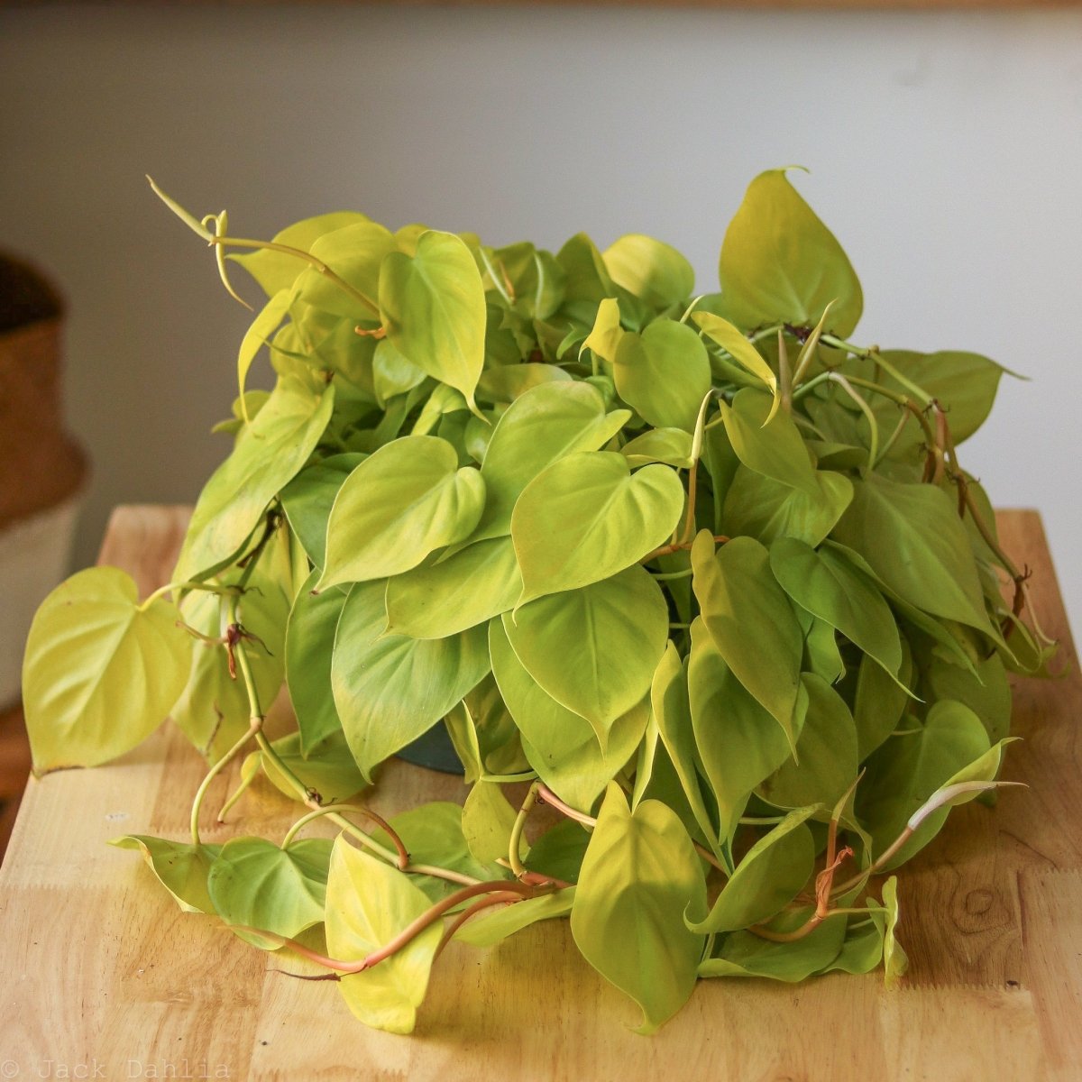 heartleaf philodendron lemon lime Lemon Lime Vining Heartleaf Philodendron cordatum - Easy to Grow
