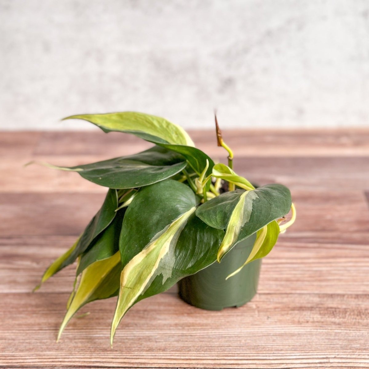 Philodendron hederaceum 'Silver Stripe' - Ed's Plant Shop