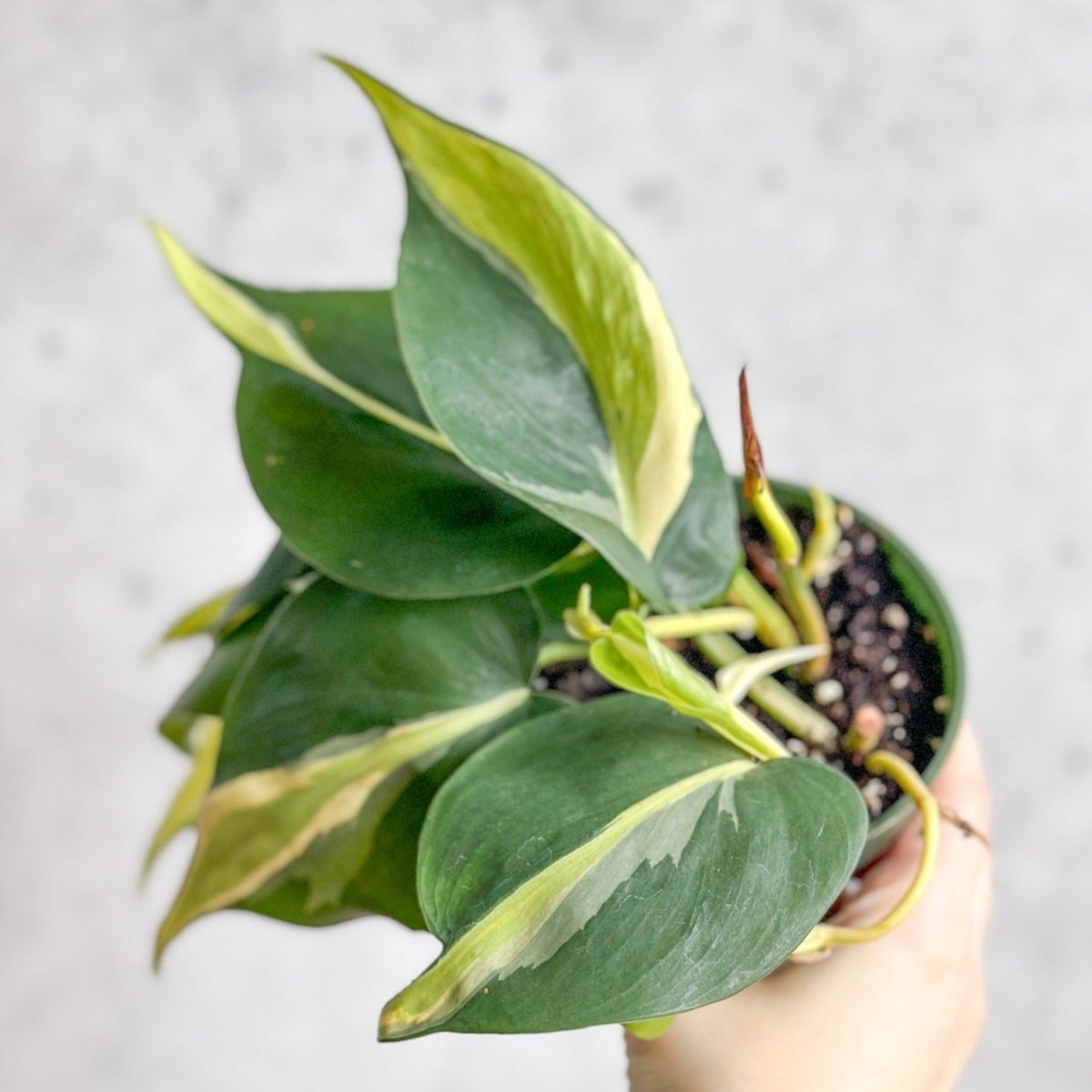silver stripe philodendron Philodendron 'Silver Stripe' – Variegated Heartleaf Philodendron – Ed's  Plant Shop