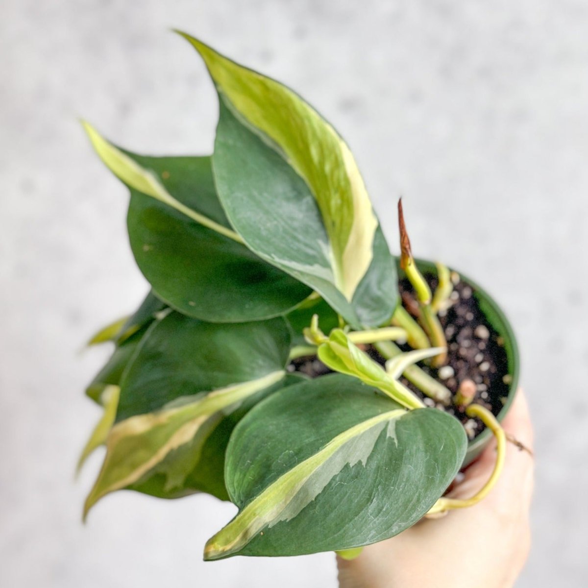 Philodendron hederaceum 'Silver Stripe' - Various Sizes - Ed's Plant Shop