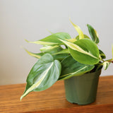 Philodendron hederaceum 'Silver Stripe' - Various Sizes - Ed's Plant Shop