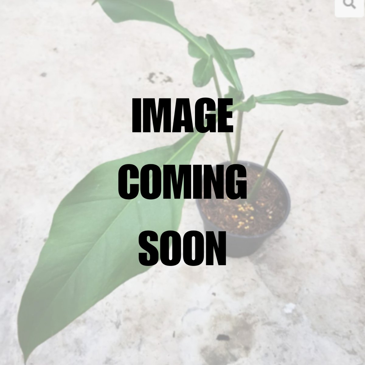 philodendron joepii care Philodendron Joepii