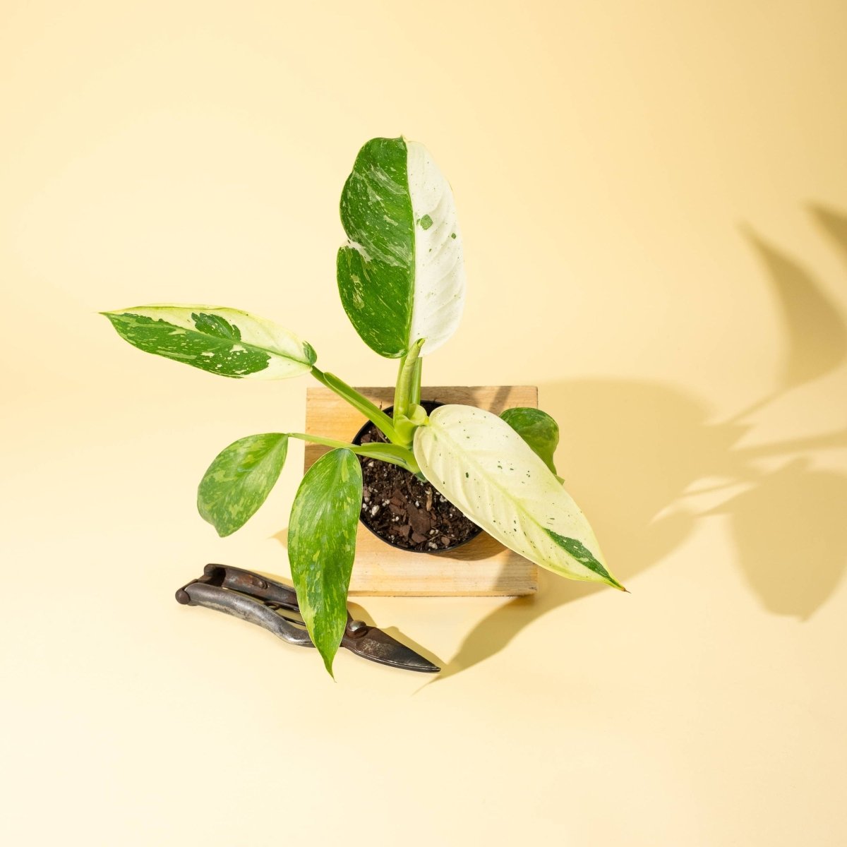 Philodendron Jose Buono Fiesta against a yellow background
