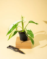 Potted Philodendron jose buono with green and white leaves on a wooden block against a yellow background