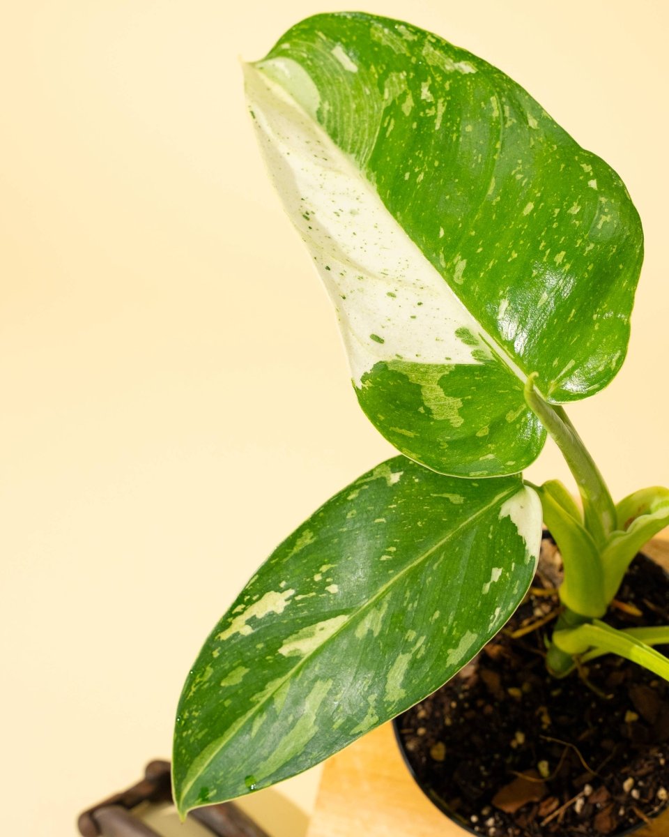 Close up of Potted Philodendron Jose Bueno Fiesta with green and white leaves on a light yellow background