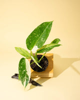Potted jose buono fiesta variegated on a wooden stand against a yellow background