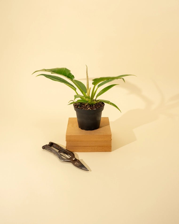 philodendron boogie woogie 4" Nursery Pot