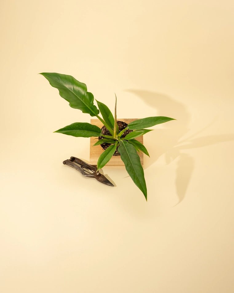 Ed's Plant Shop Philodendron Jungle Boogie - Thumbnail 5