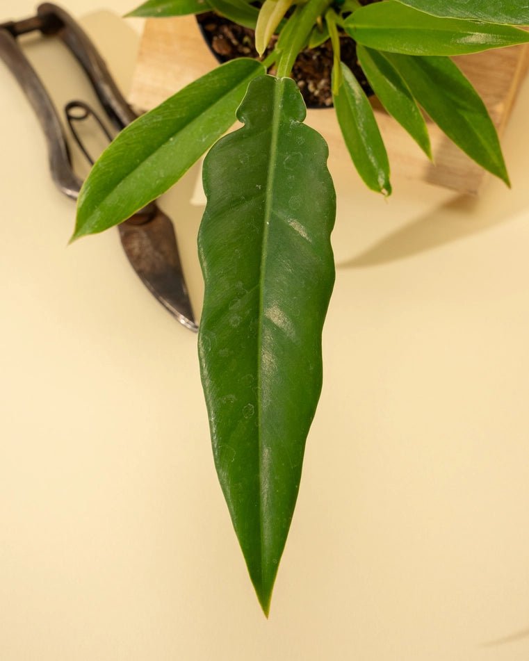 Ed's Plant Shop Philodendron Jungle Boogie - Thumbnail 4