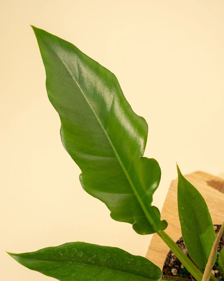Ed's Plant Shop Philodendron Jungle Boogie - Thumbnail 3