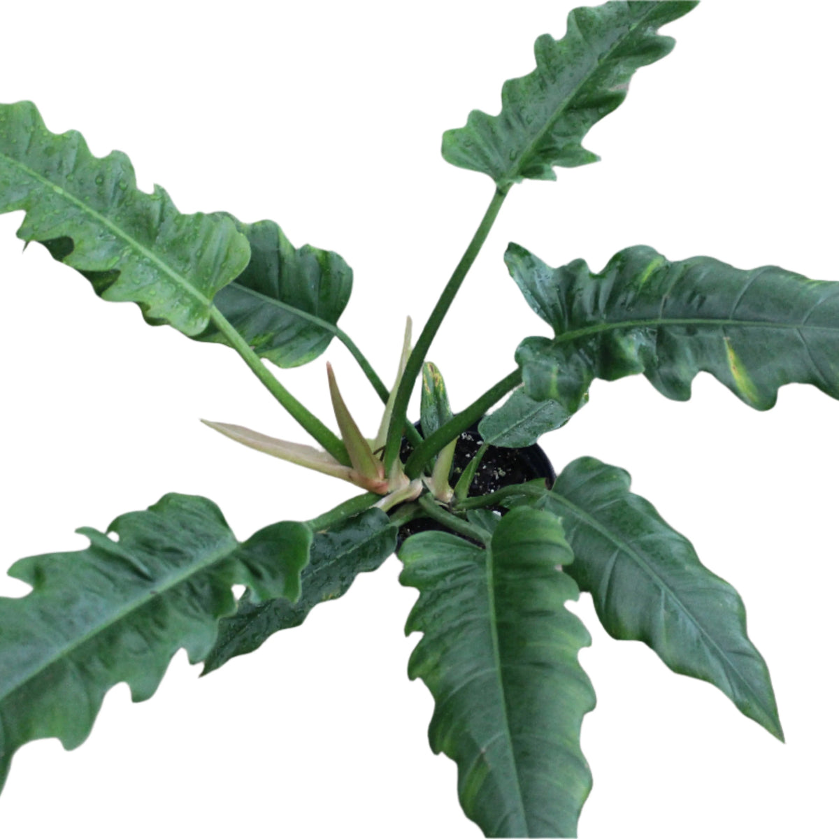 Ed's Plant Shop Philodendron Jungle Boogie