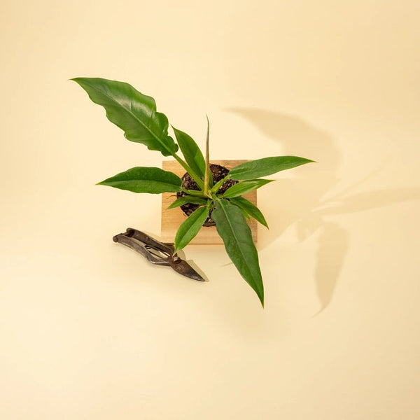Philodendron 'Jungle Boogie' - Ed's Plant Shop
