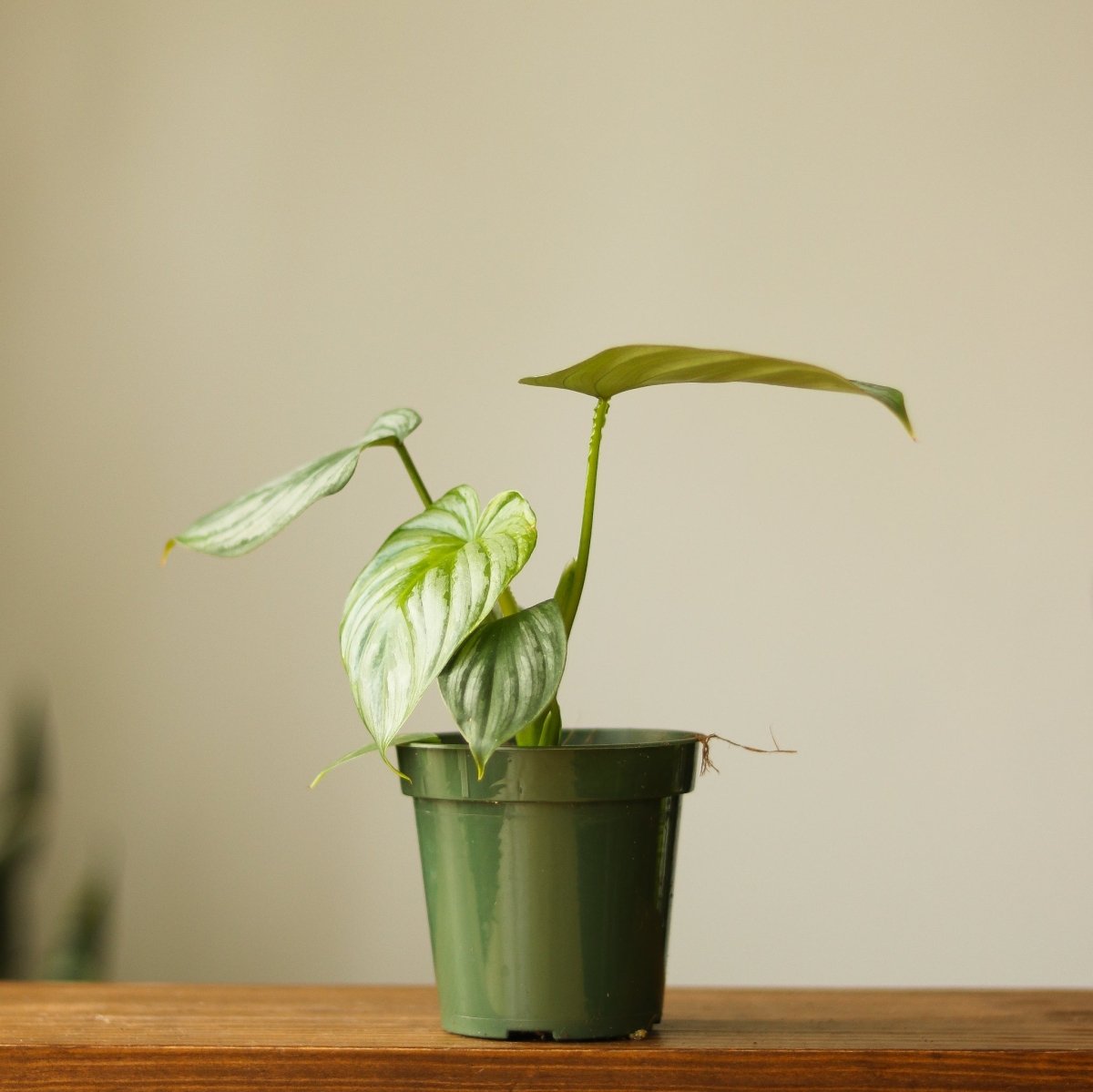 Philodendron Mamei ‘Silver Cloud’ - Ed's Plant Shop