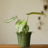 Philodendron Mamei ‘Silver Cloud’ - Ed's Plant Shop