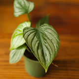 Philodendron Mamei ‘Silver Cloud’ - Ed's Plant Shop