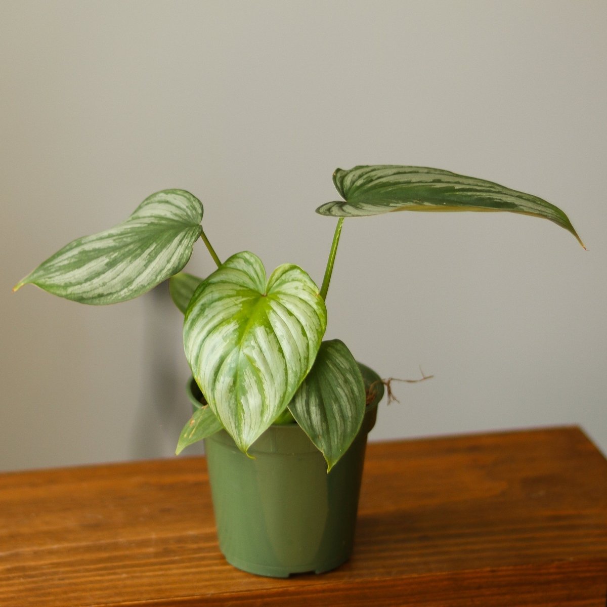 Philodendron Mamei ‘Silver Cloud’ - Ed's Plant Shop