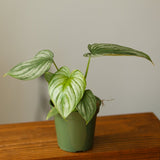 Philodendron Mamei ‘Silver Cloud’ - Ed's Plant Shop