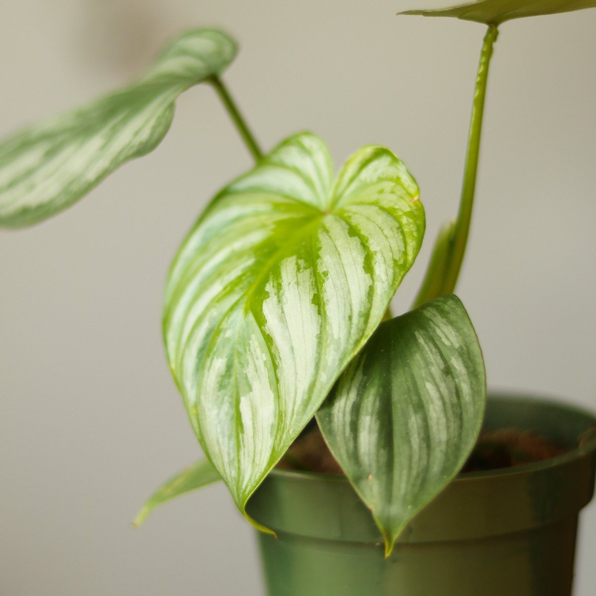 Philodendron Mamei ‘Silver Cloud’ - Ed's Plant Shop