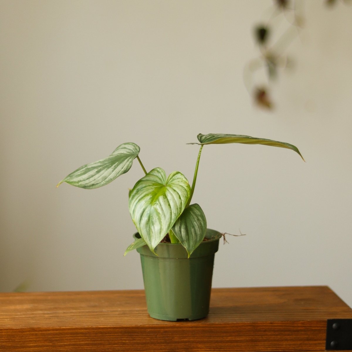 Philodendron Mamei ‘Silver Cloud’ - Ed's Plant Shop