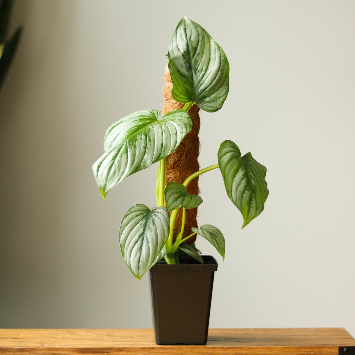 Philodendron Mamei ‘Silver Cloud’ - Ed's Plant Shop